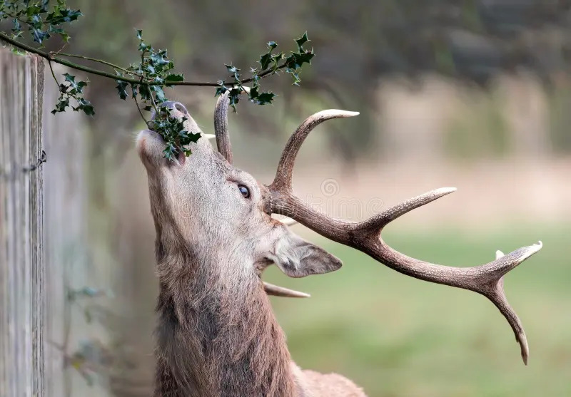STAG